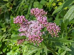 Image of hemp agrimony