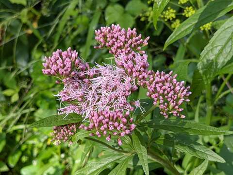 Image of hemp agrimony