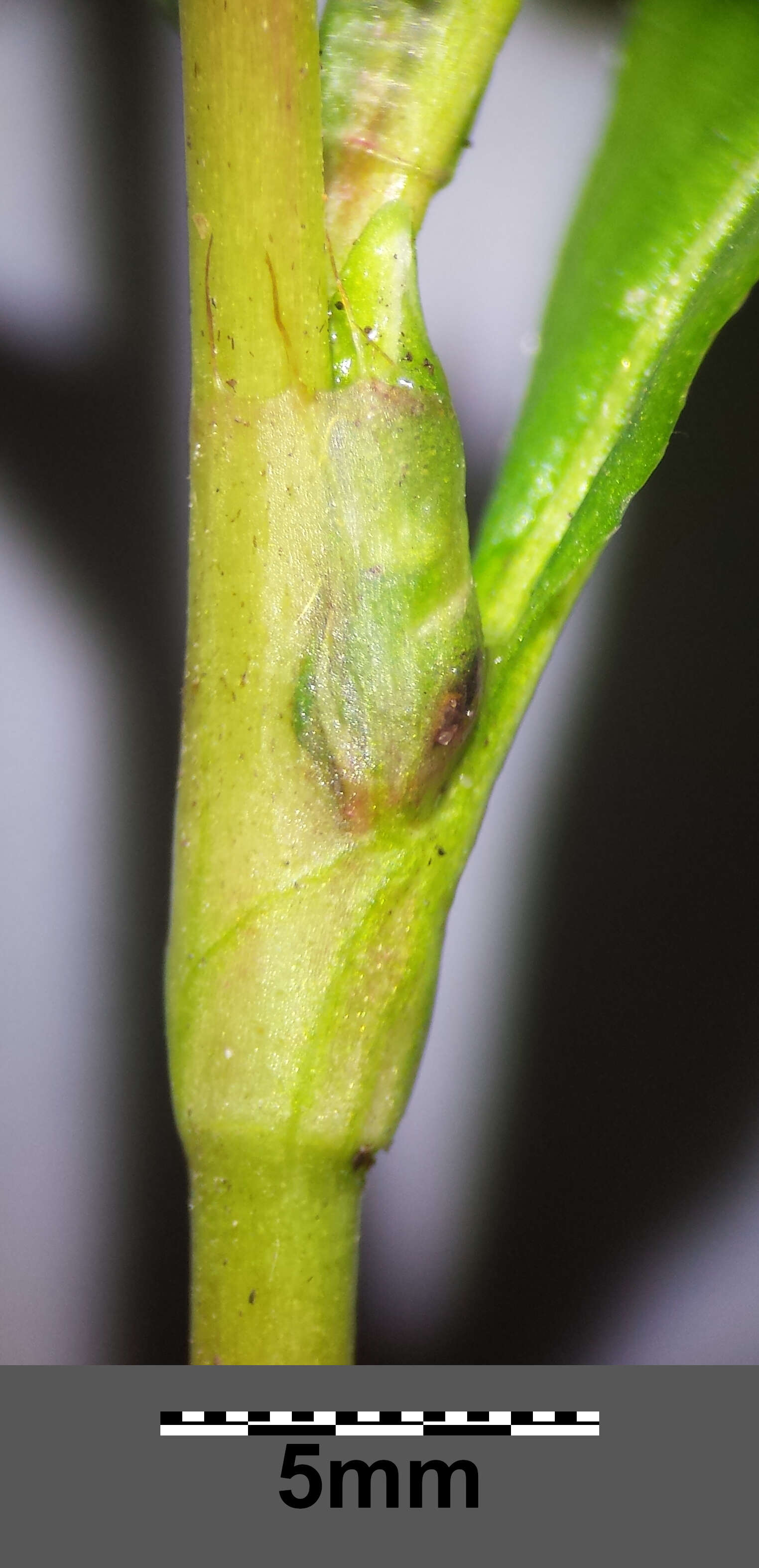 Image of Water-pepper