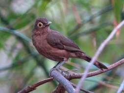 Image of Spectacled Thrush