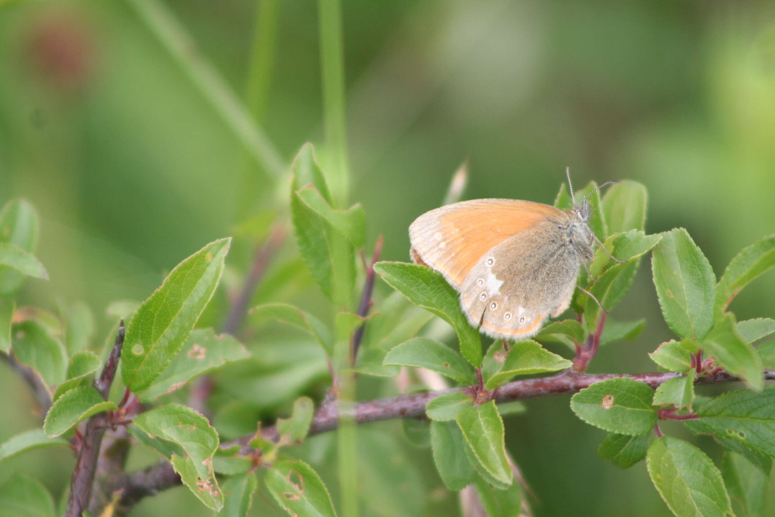 Image of Coenonympha glycerion