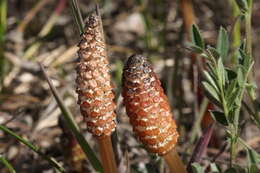 Image of field horsetail