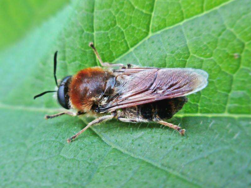 صورة Stratiomys longicornis (Scopoli 1763)