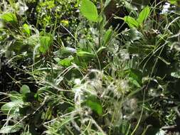 Image of mountain mahogany