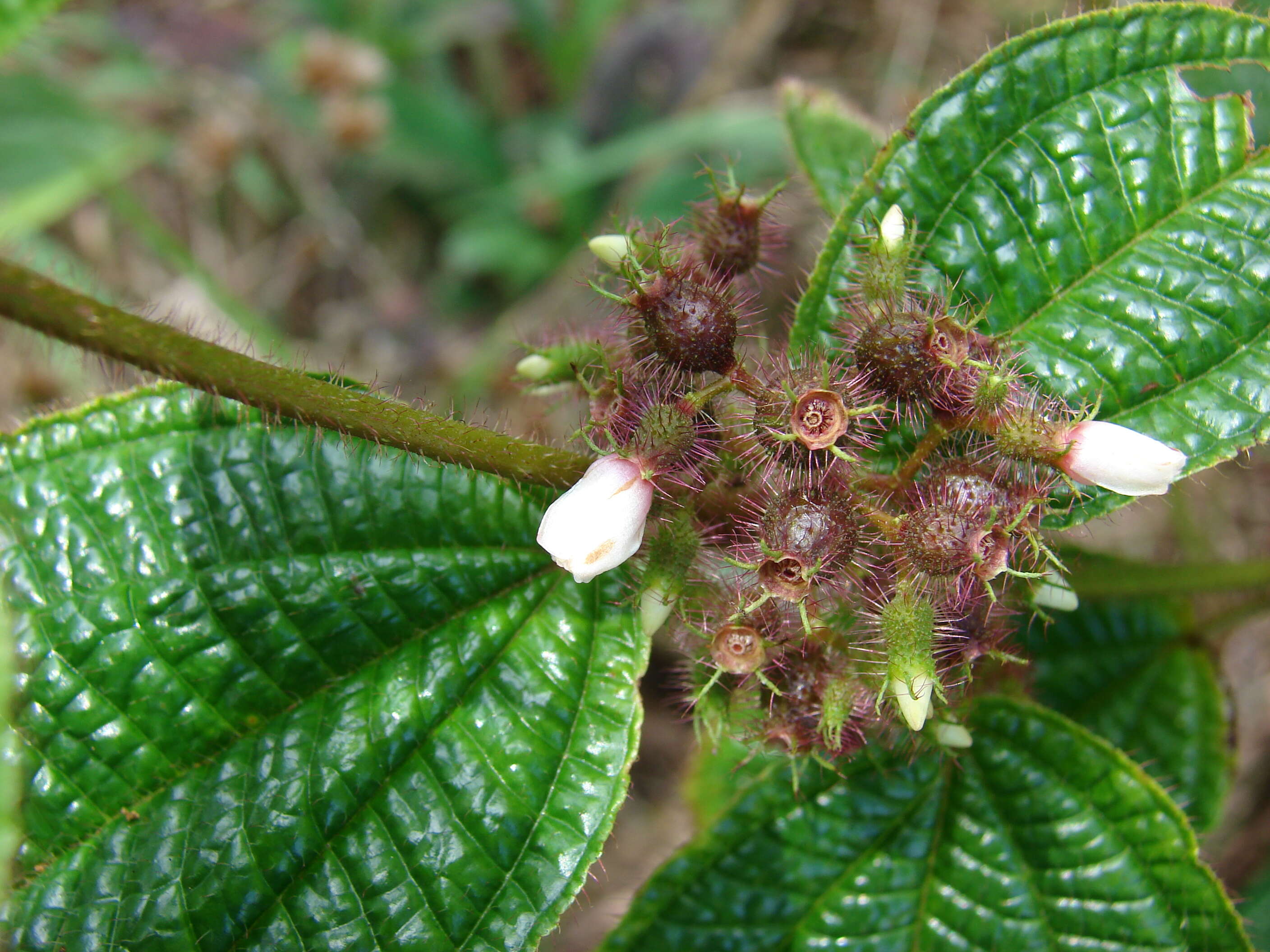 Image of soapbush