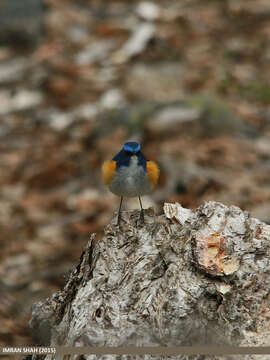 Image of Orange-flanked Bush-Robin