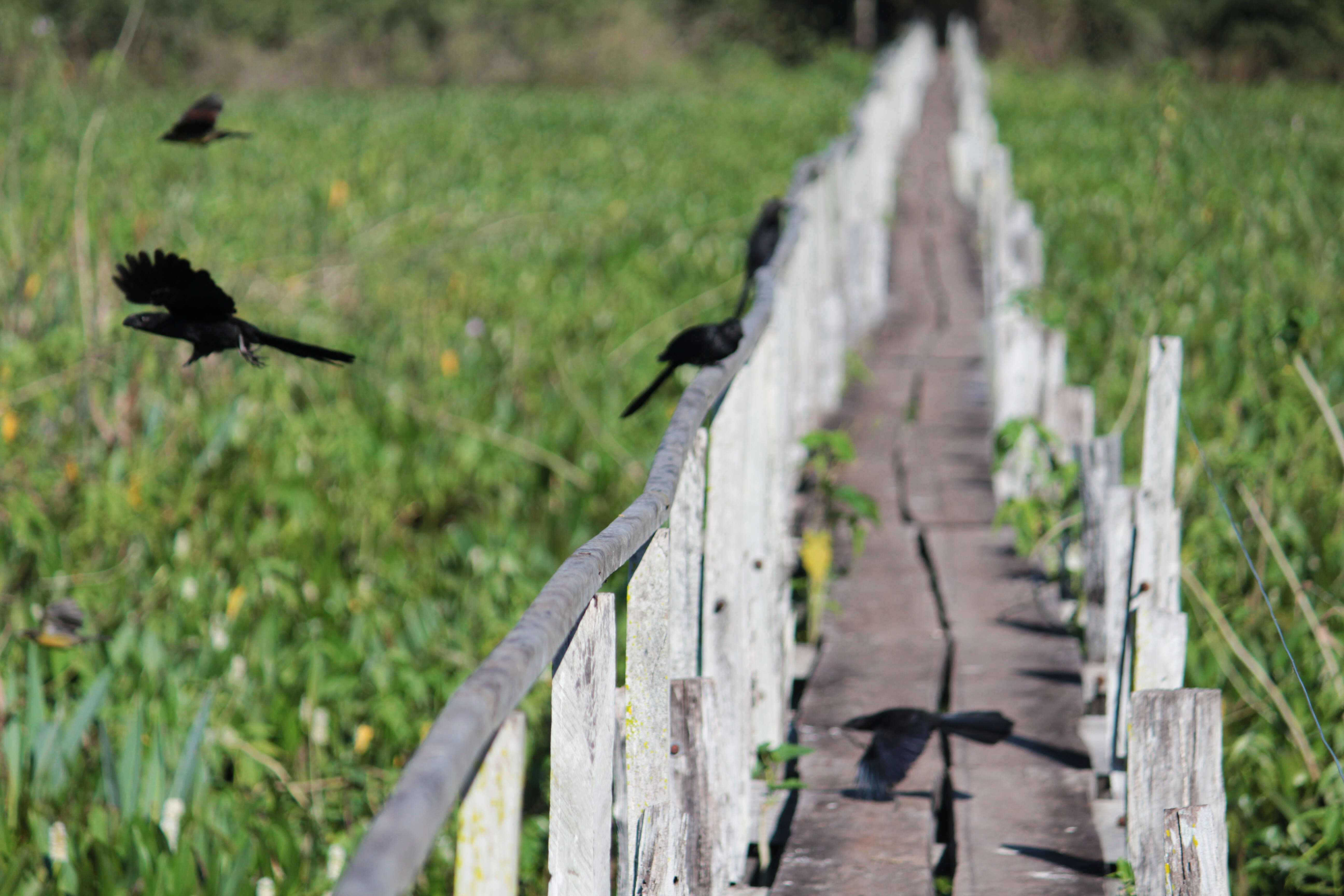 Imagem de Crotophaga Linnaeus 1758