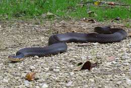 Image of Plain-bellied Watersnake