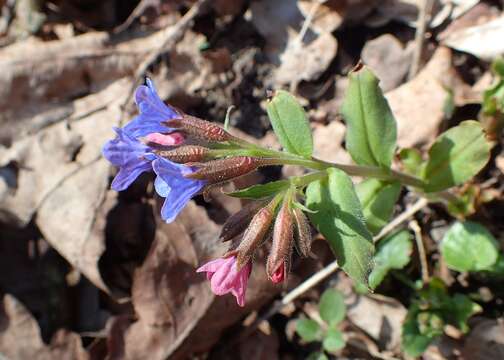 Plancia ëd Pulmonaria obscura Dumort.