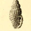 Image of Pseudodaphnella cnephaea (Melvill & Standen 1896)