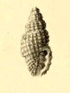 Image of Pseudodaphnella cnephaea (Melvill & Standen 1896)