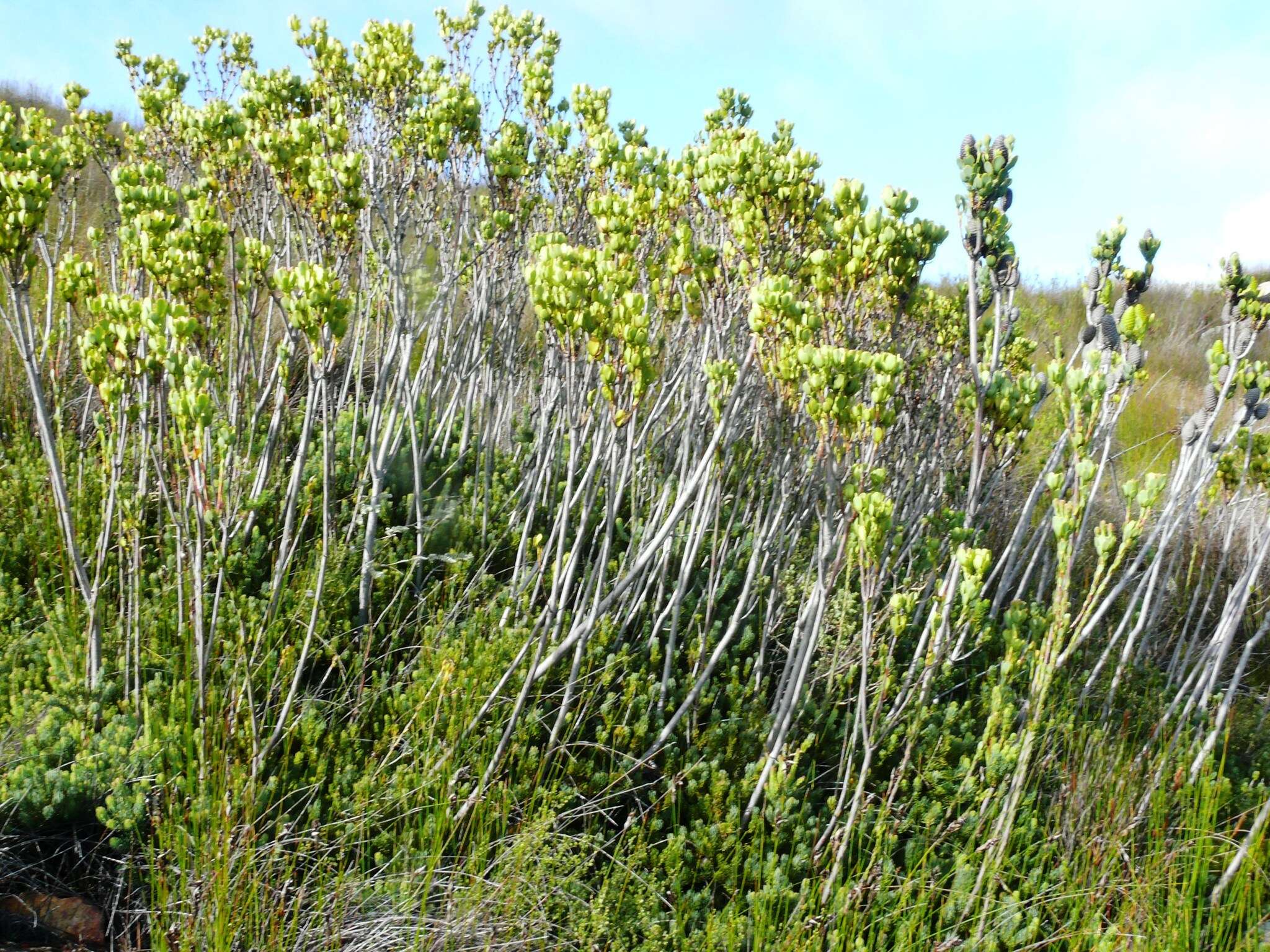 Image of Leucadendron immoderatum Rourke