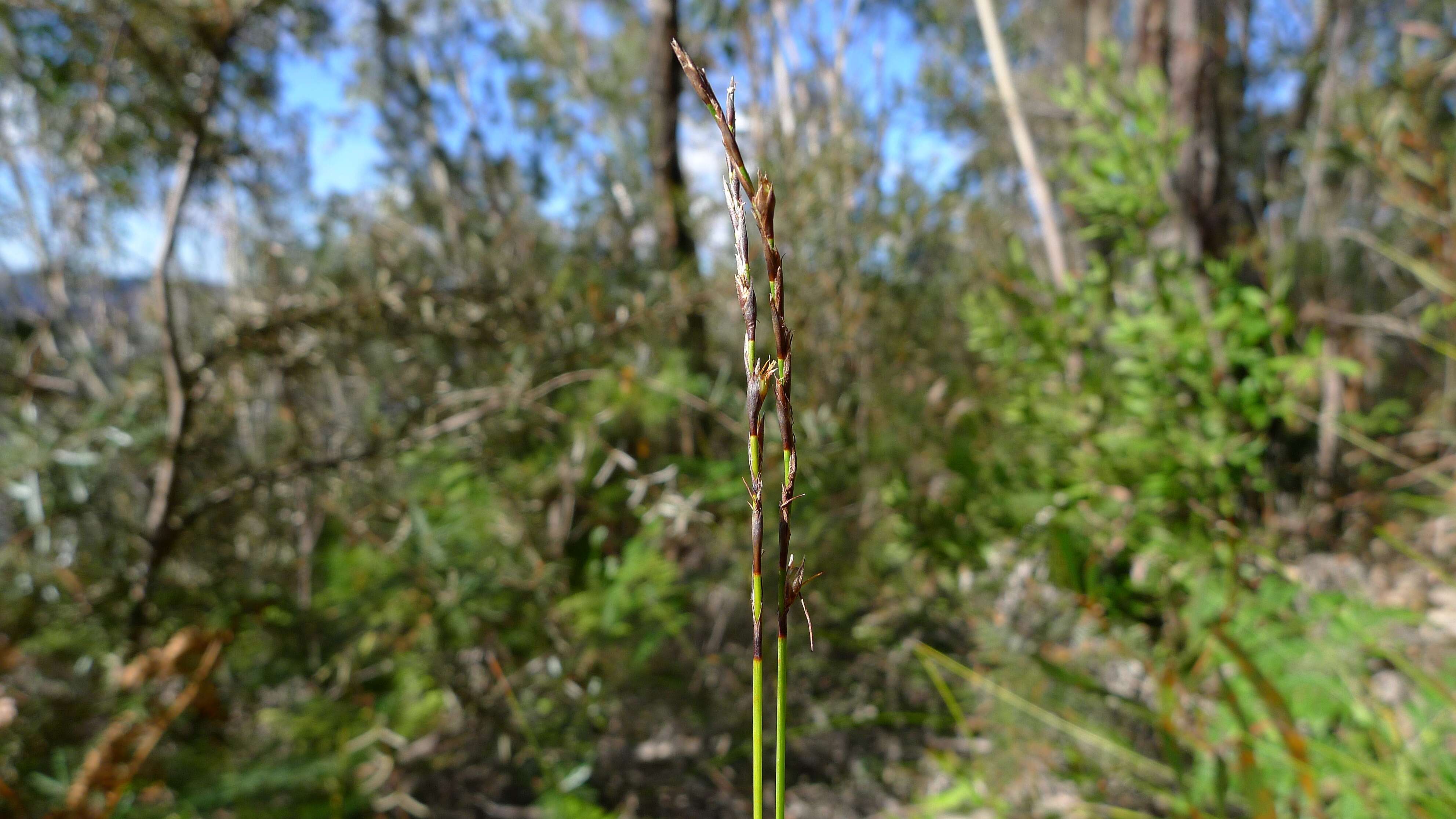 Image of Lepidosperma urophorum N. A. Wakef.