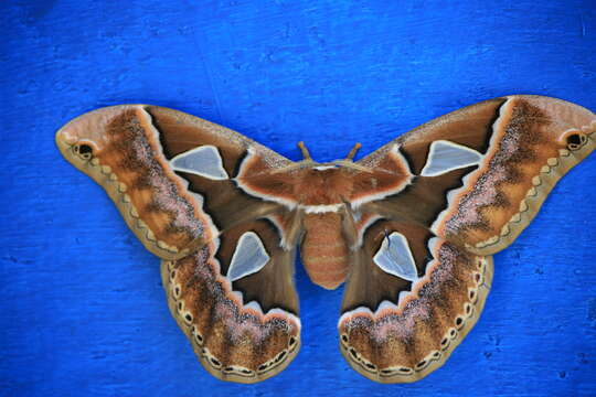 Image of Orizaba Silkmoth