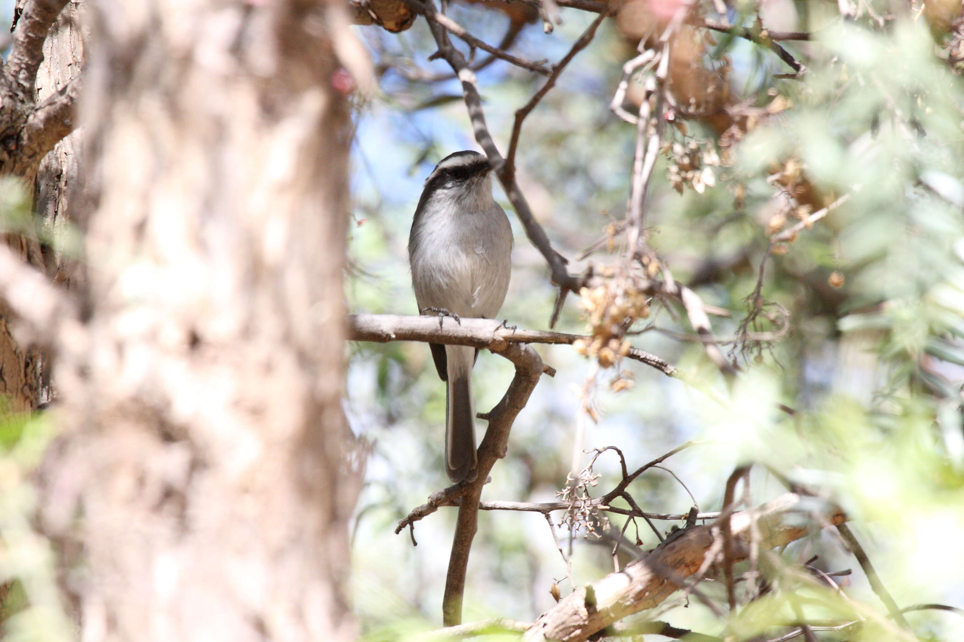 Ochthoeca leucophrys (d'Orbigny & Lafresnaye 1837)的圖片