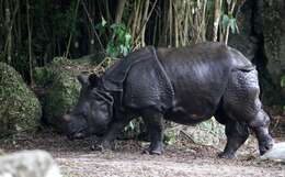 Image of Indian Rhinoceros