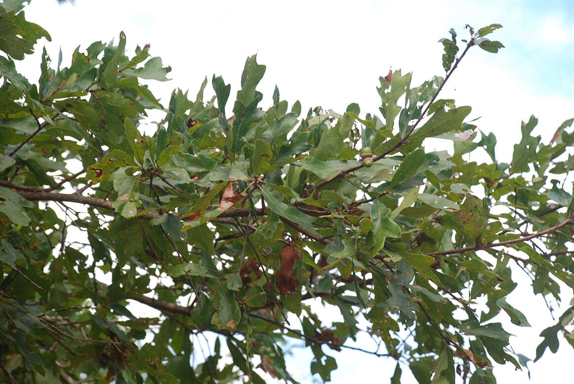 Imagem de Quercus austrina Small