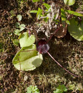 Image of Big red spider orchid