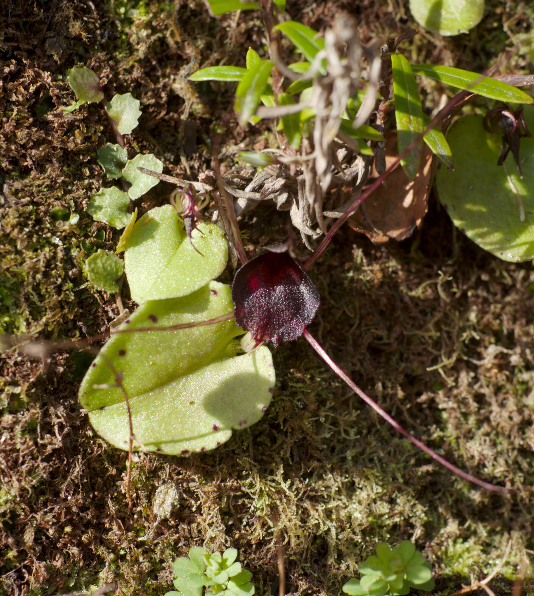 Image de Corybas iridescens Irwin & Molloy