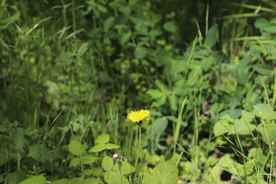 Image of Carolina desert-chicory