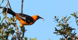 Image of Spot-breasted Oriole