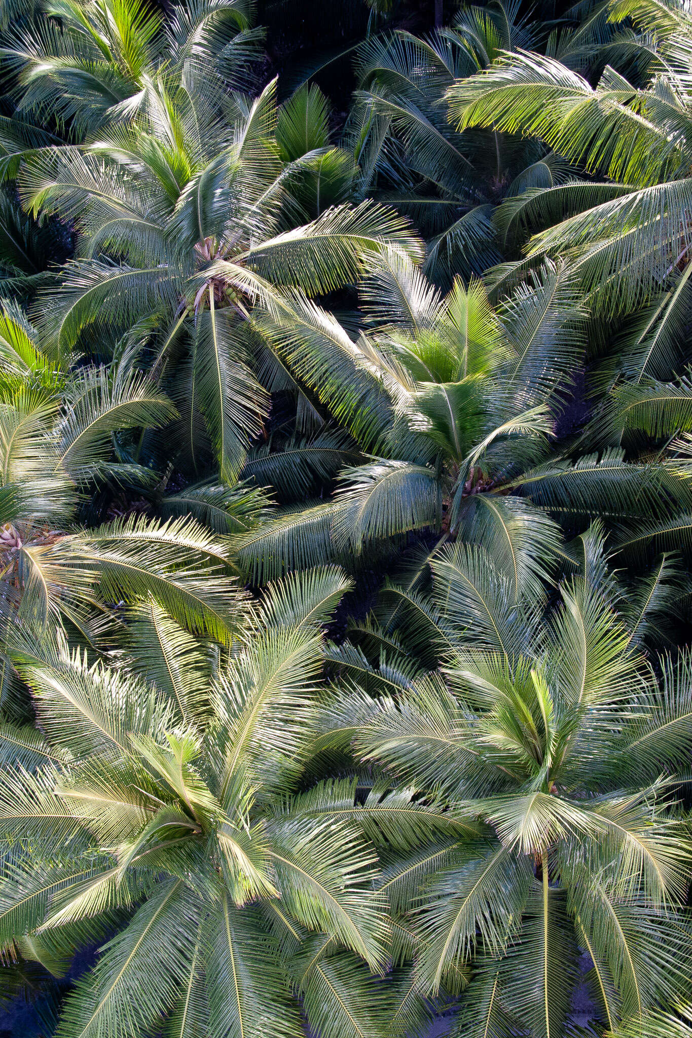 Image of coconut palm