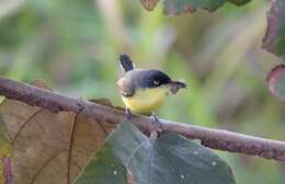 Todirostrum cinereum (Linnaeus 1766) resmi