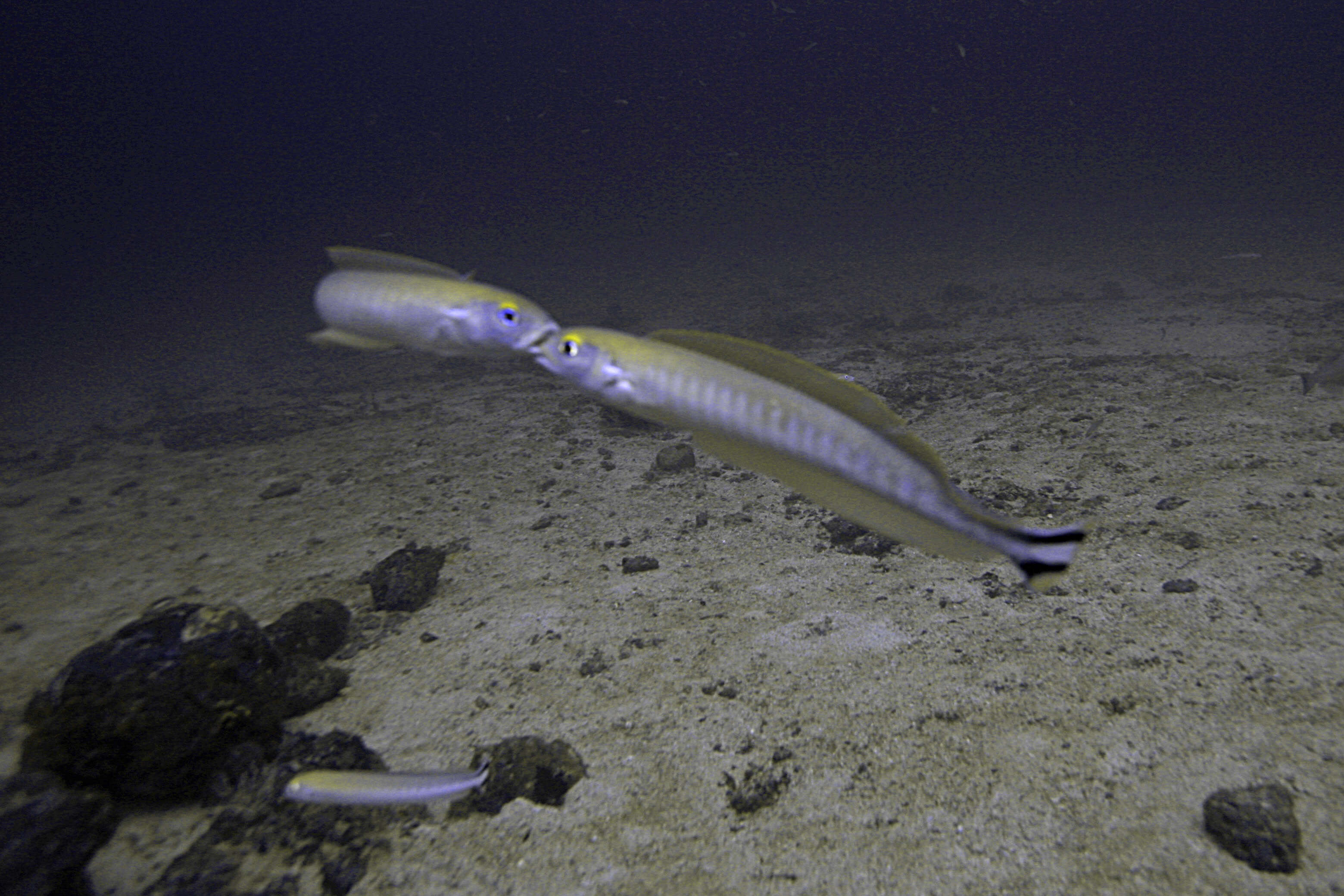 Image of Banded blanquillo