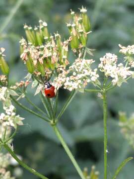 Plancia ëd Adalia bipunctata (Linnaeus 1758)