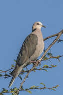 Image of Red-eyed Dove