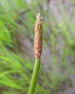 صورة Eleocharis cylindrostachys Boeckeler