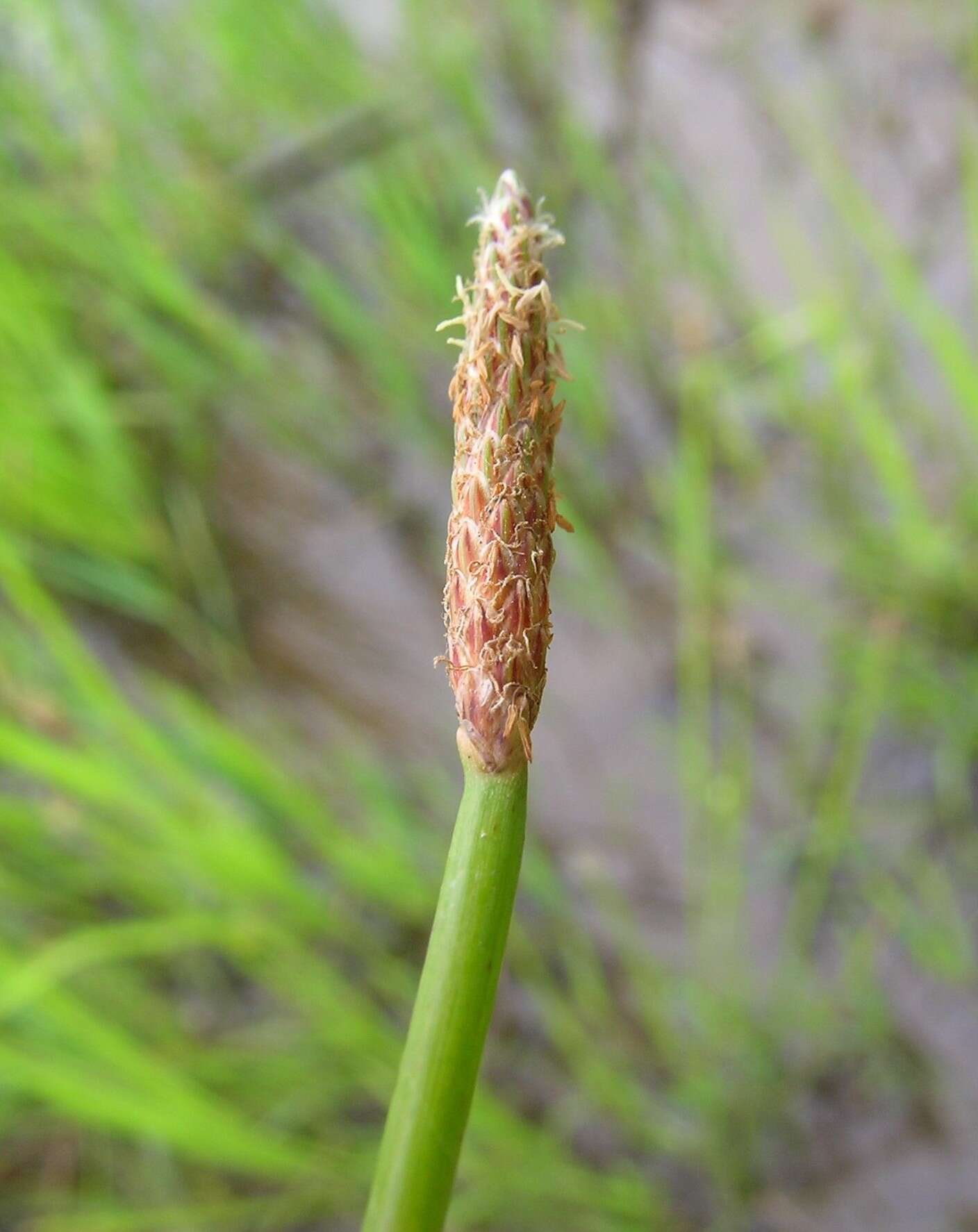 صورة Eleocharis cylindrostachys Boeckeler