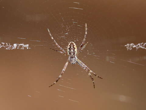 Imagem de Argiope katherina Levi 1983