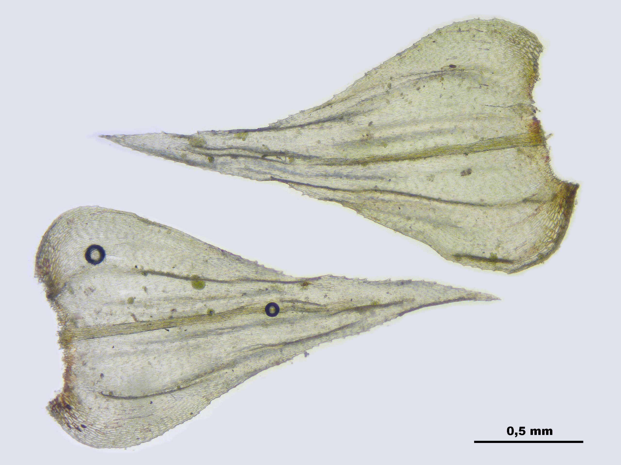 Image of common striated feather-moss