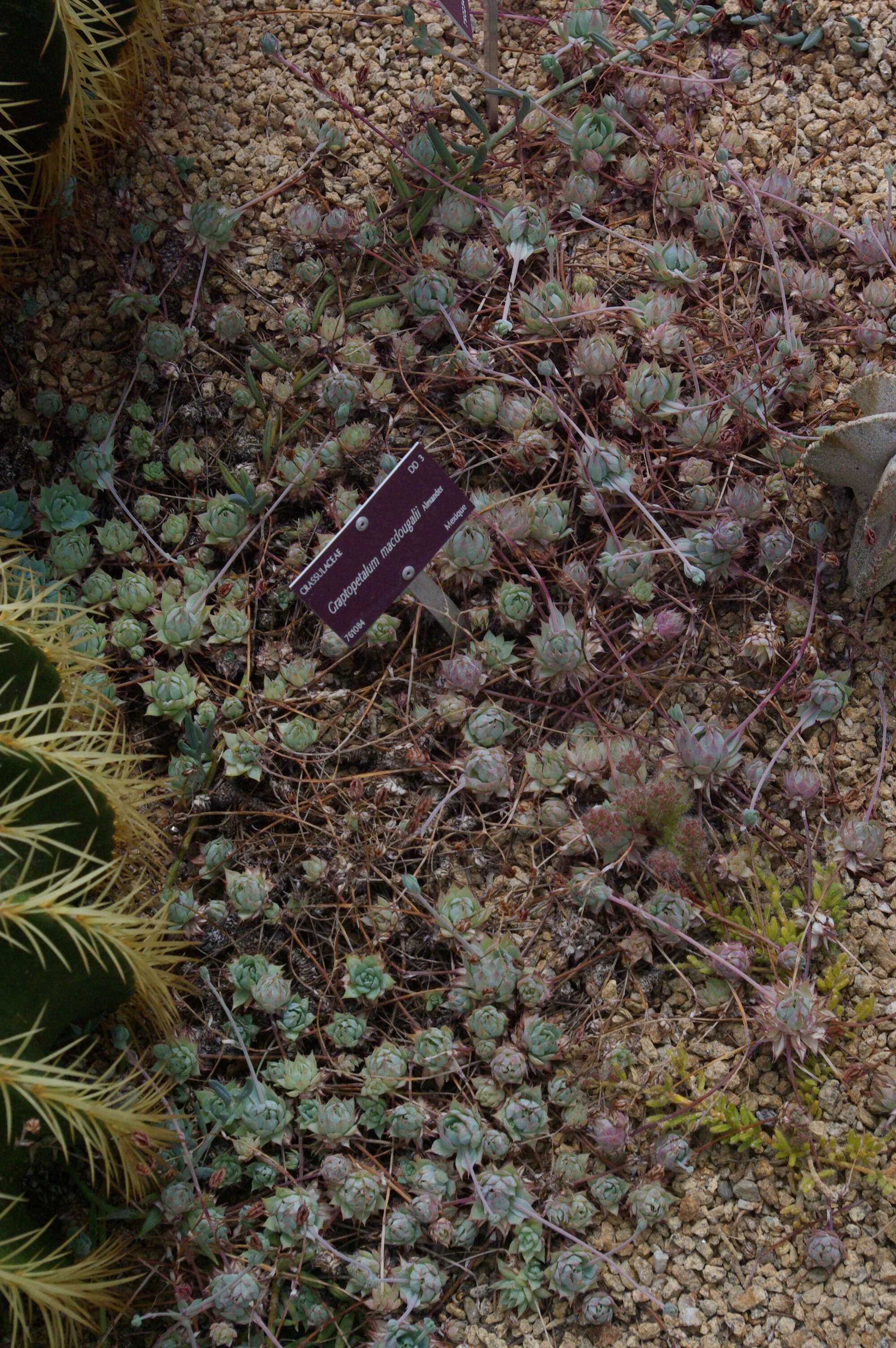 Image of Graptopetalum macdougallii Alexander