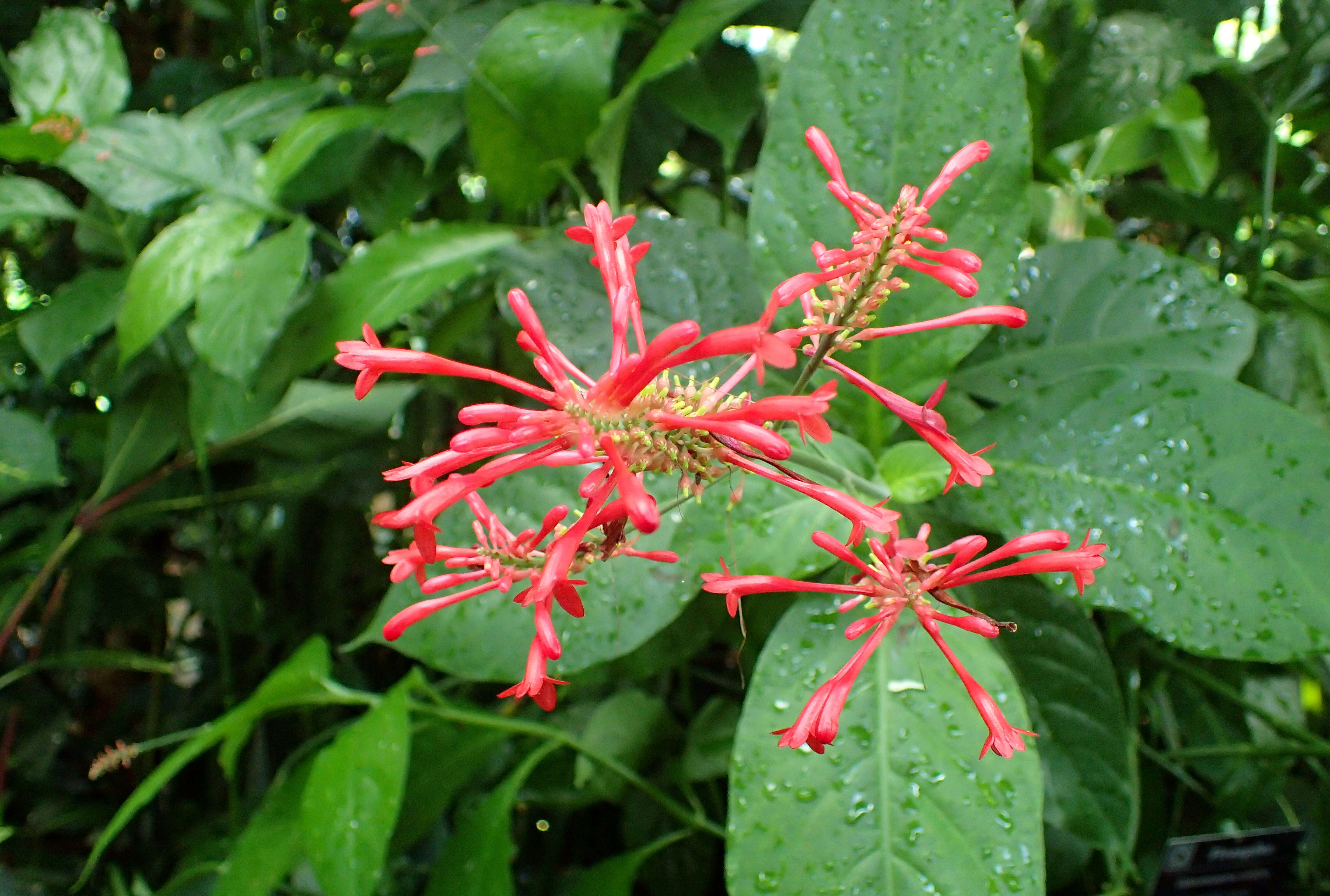 Image of Cardinal's guard flower