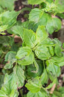 Image of patchouli