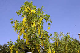 Image of Goldenchain Tree