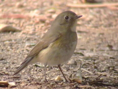 Image of Orange-flanked Bush-Robin