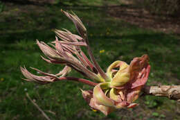 Image of shellbark hickory