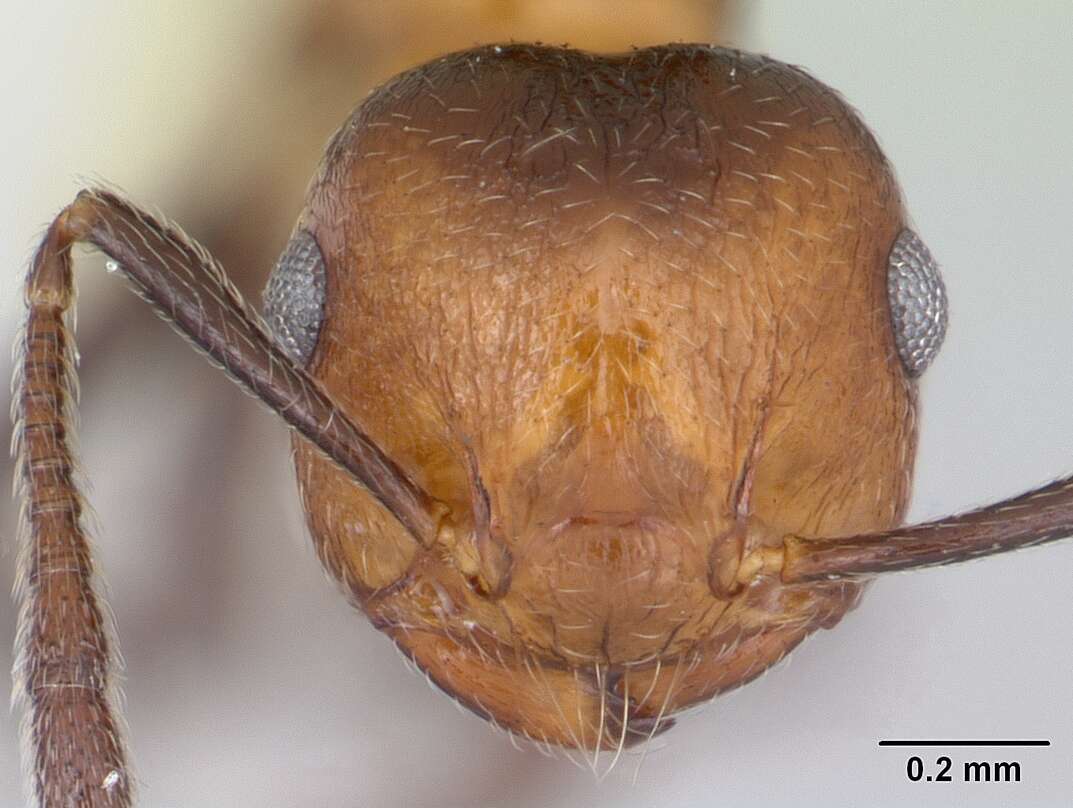 Image of Crematogaster corticicola Mayr 1887