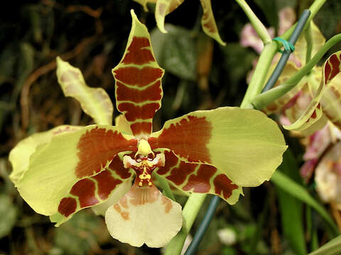 Image of Tiger orchid