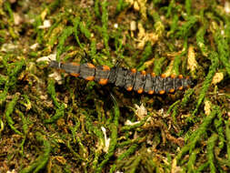 Image of net-winged beetles