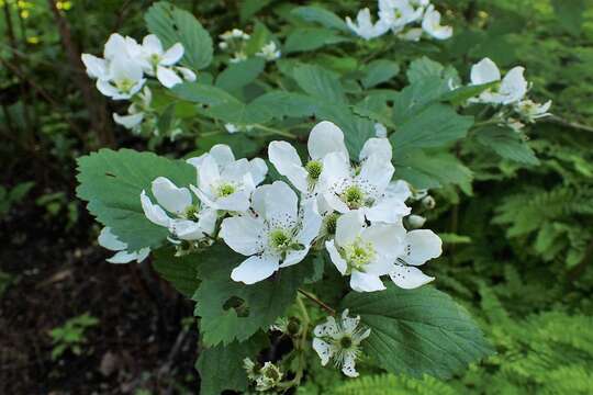 Imagem de Rubus allegheniensis Porter