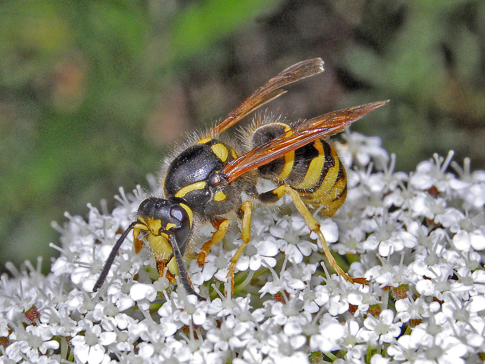 Image of Dolichovespula sylvestris (Scopoli 1763)