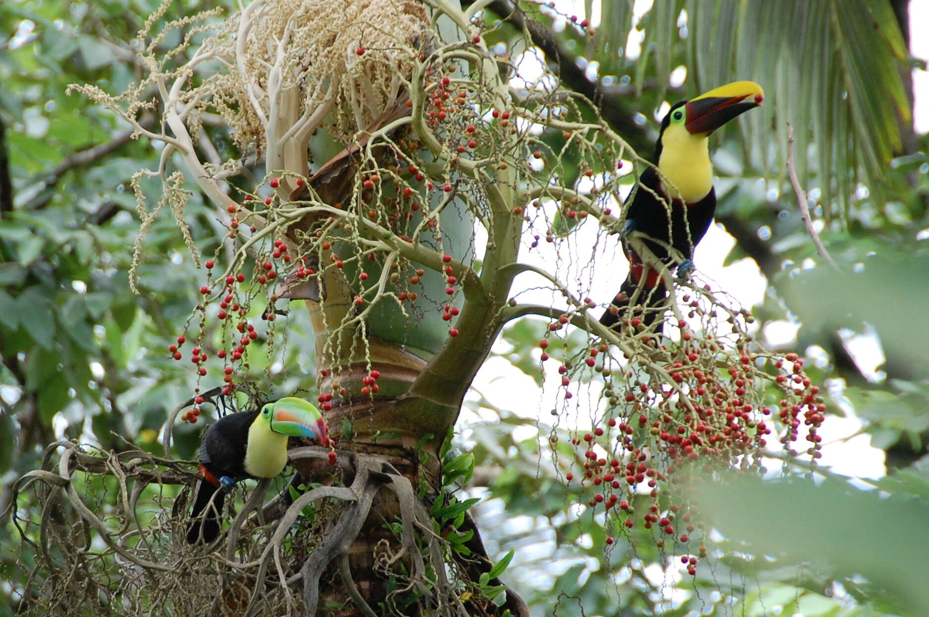 Image of Chestnut-mandibled Toucan