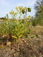 Image of Senecio sarracenicus L.