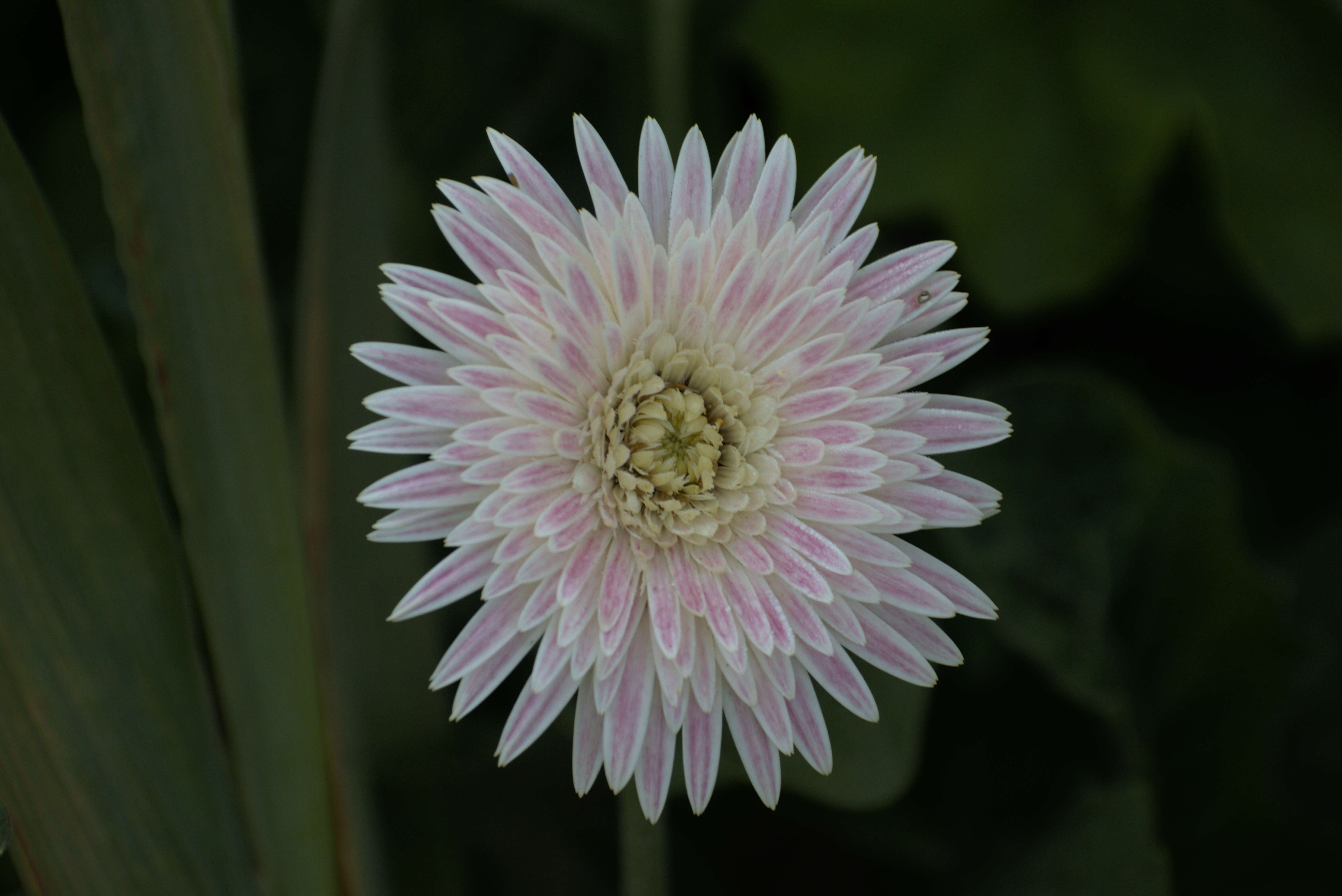 Image of Transvaal daisy