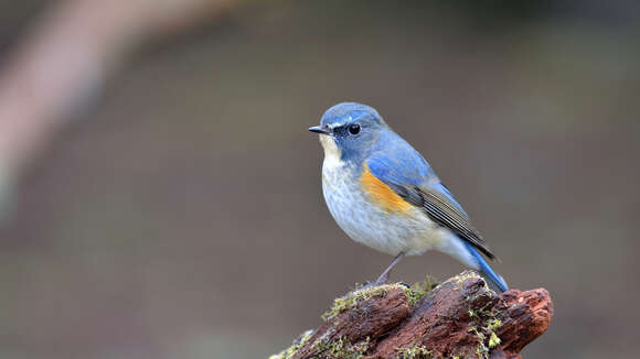 Image of Orange-flanked Bush-Robin