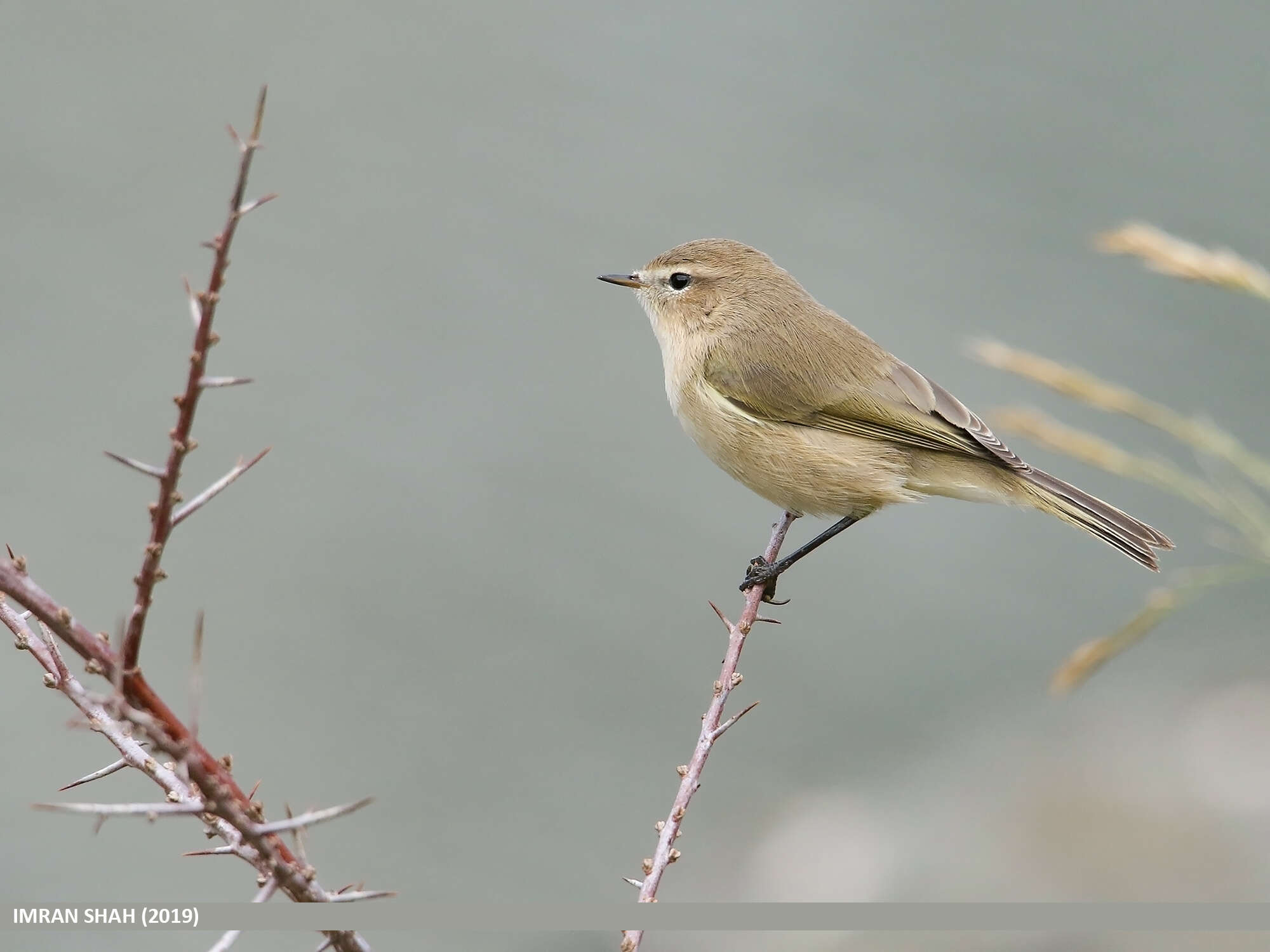 Image of Siberian Chiffchaff